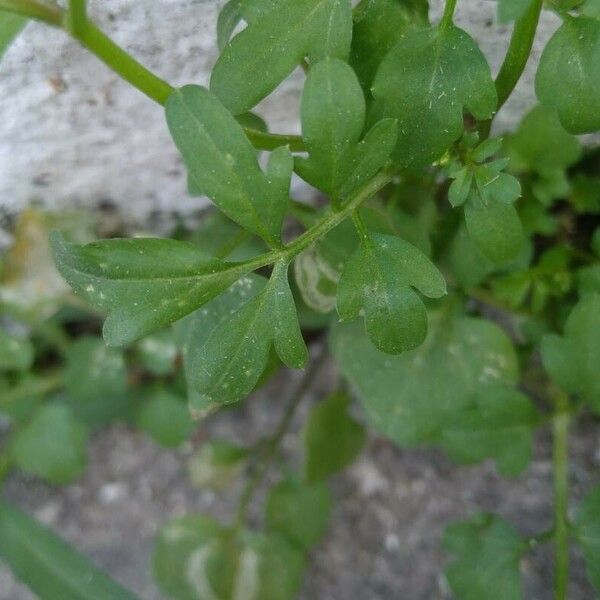 Cardamine bonariensis Leaf