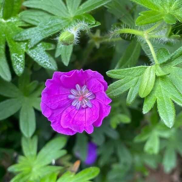 Geranium sanguineum Blüte