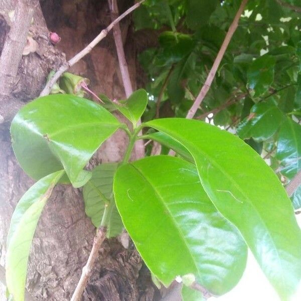 Syzygium malaccense Leaf