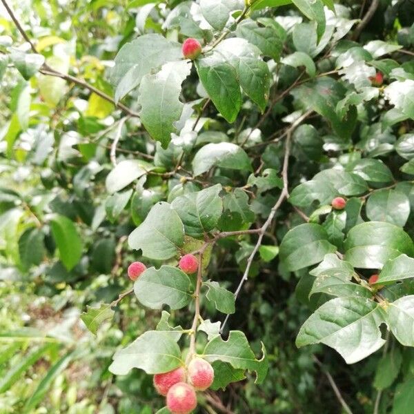 Chaetocarpus africanus Fruit