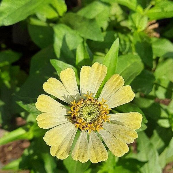 Zinnia peruviana Flor