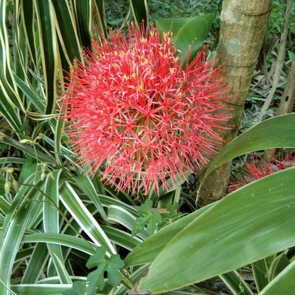 Scadoxus multiflorus Квітка