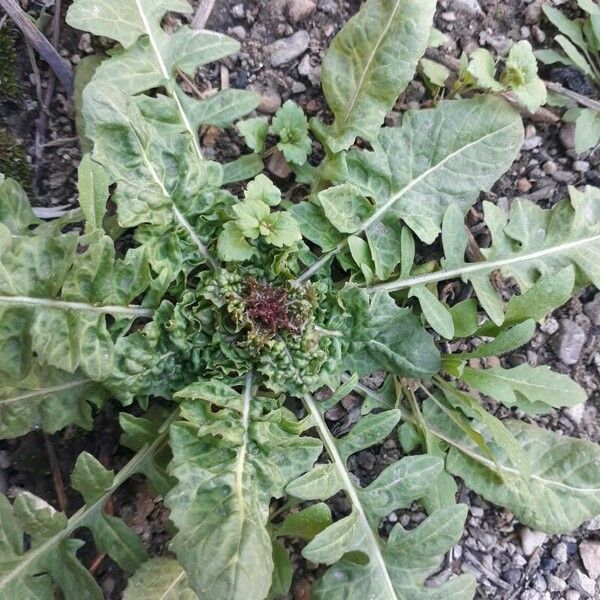 Sisymbrium irio Blad