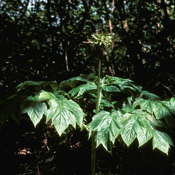 Tacca leontopetaloides Habitus