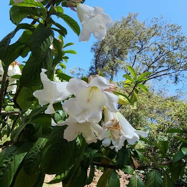 Beaumontia grandiflora Kvet