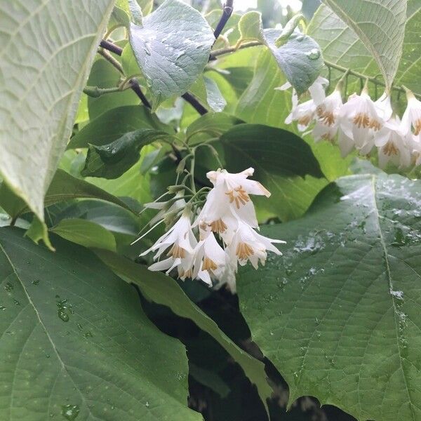 Styrax officinalis Blomst