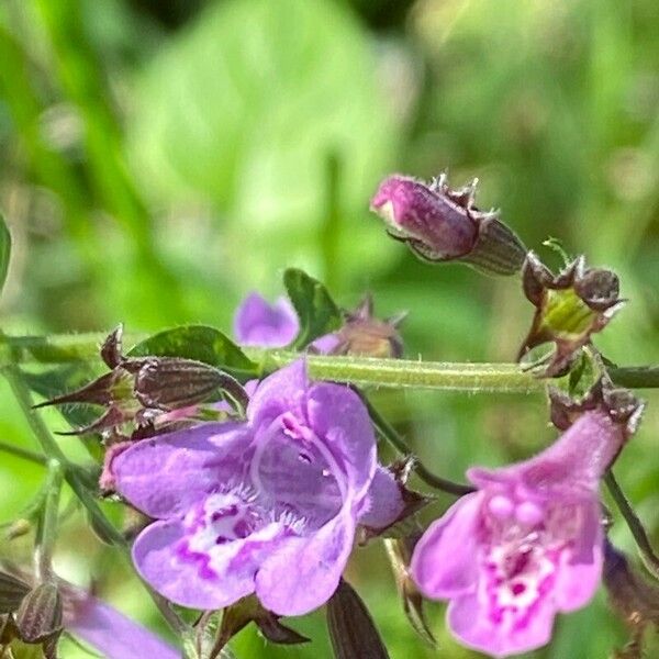 Clinopodium nepeta Flor