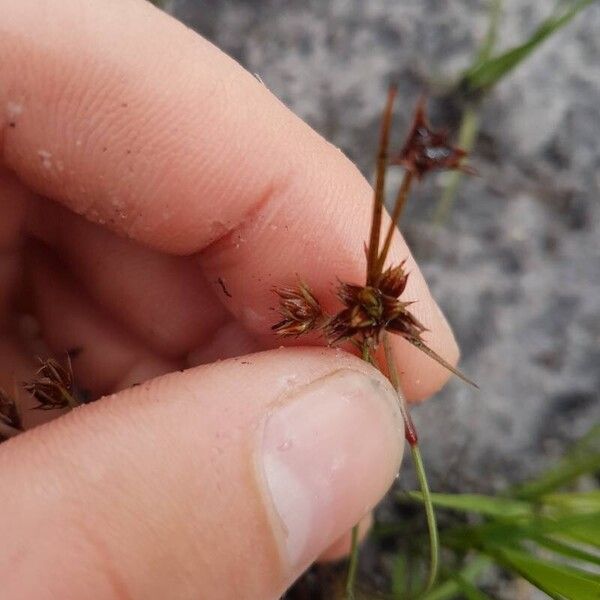 Juncus capitatus Floro