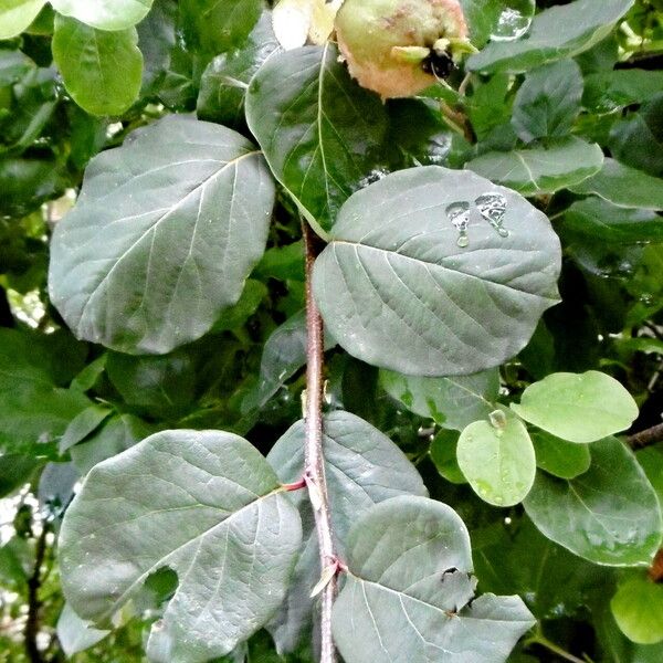 Cydonia oblonga Leaf