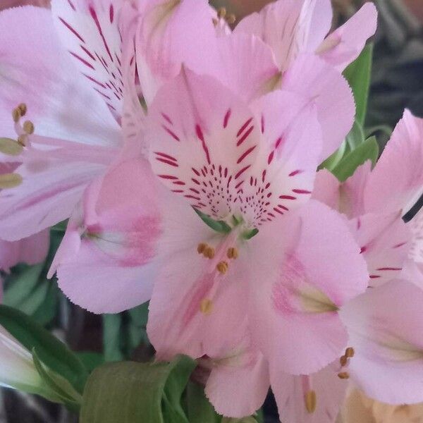 Alstroemeria spp. Квітка