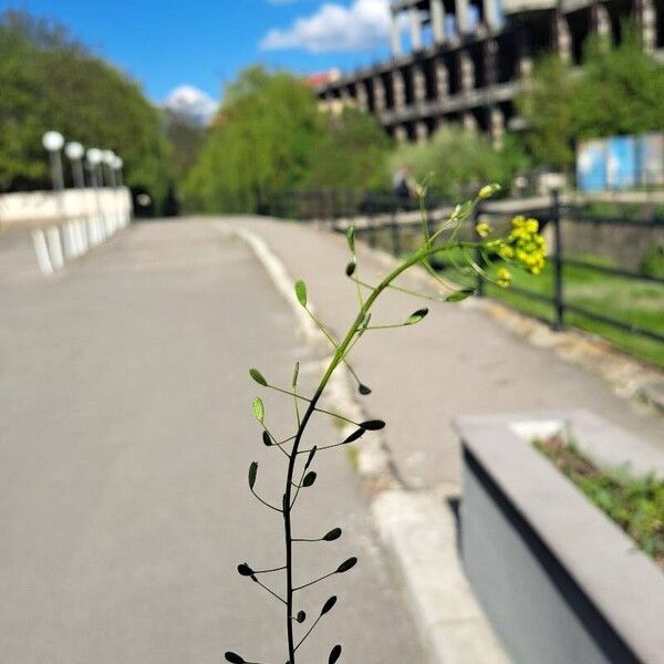 Draba nemorosa Кветка