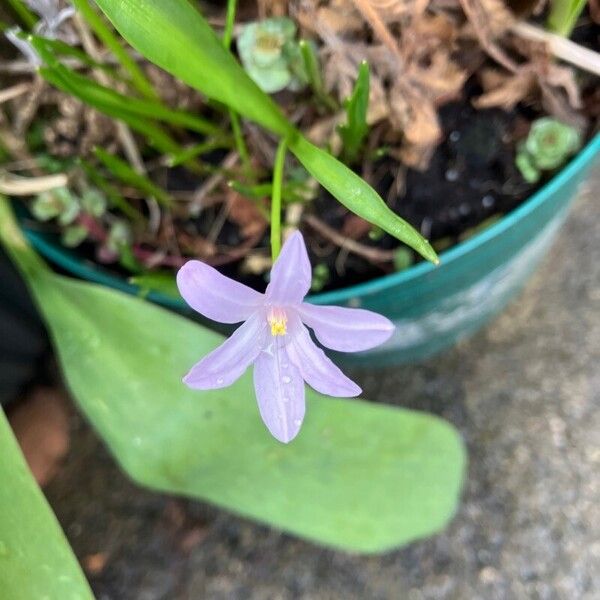 Scilla luciliae Kukka