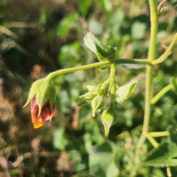 Abutilon hirtum Λουλούδι