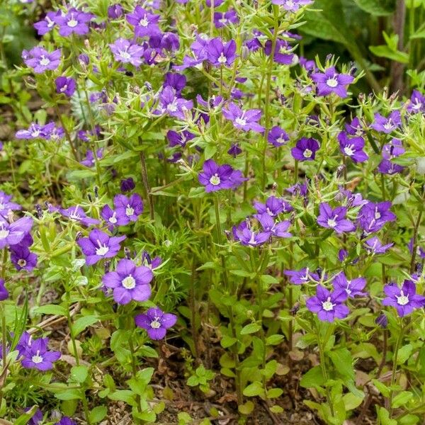 Legousia speculum-veneris Kwiat