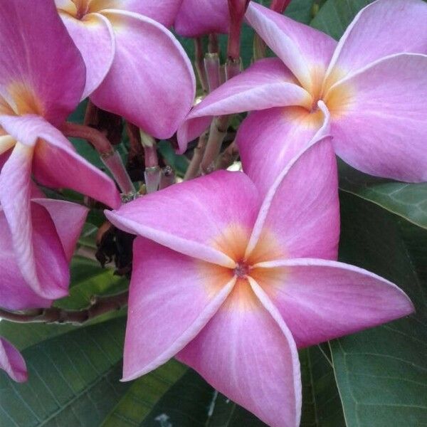 Plumeria rubra Kwiat