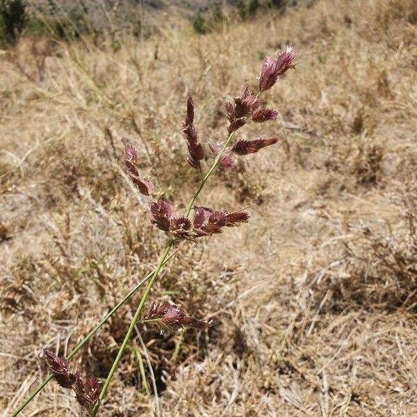 Eragrostis superba Květ