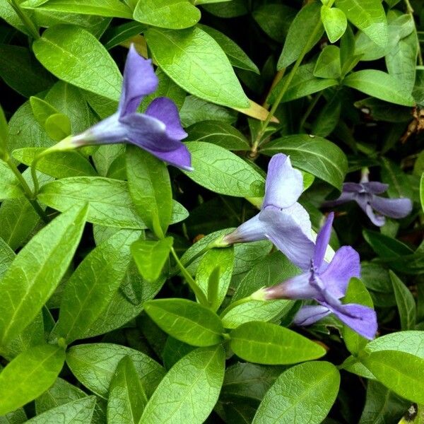 Vinca minor Blomma