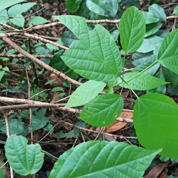Alchornea laxiflora Leaf