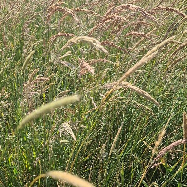 Phleum phleoides Flower