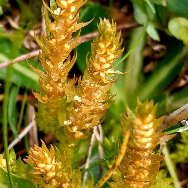 Selaginella selaginoides Λουλούδι