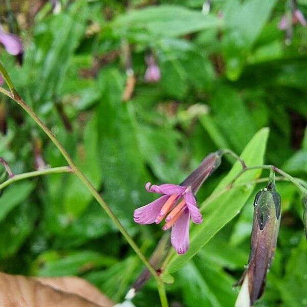 Prenanthes purpurea Цветок