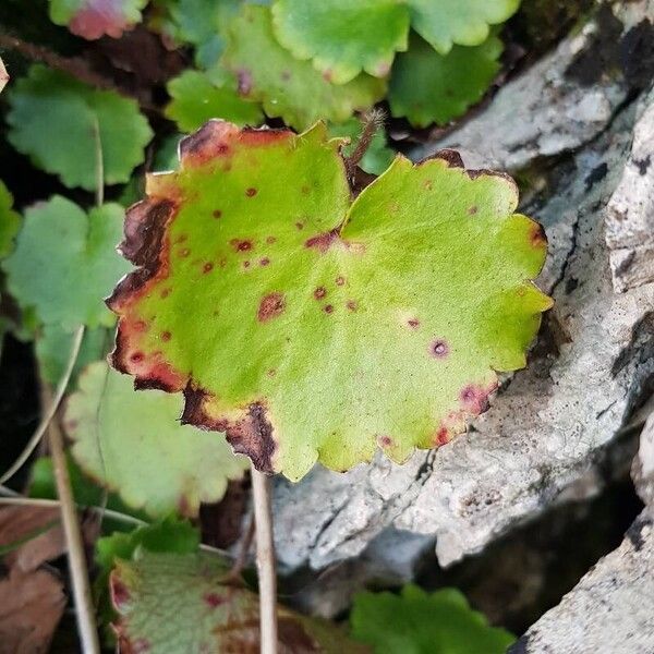 Saxifraga rotundifolia Blatt