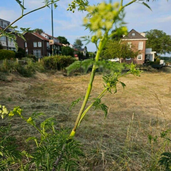 Conium maculatum 葉