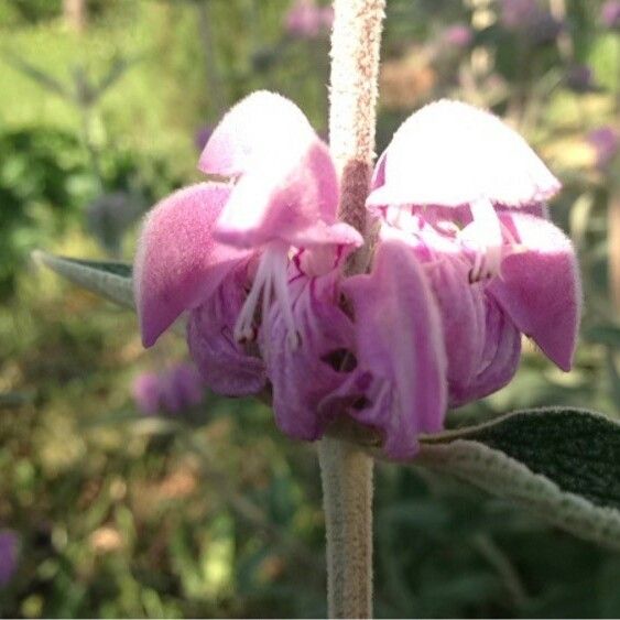 Phlomis purpurea Кветка