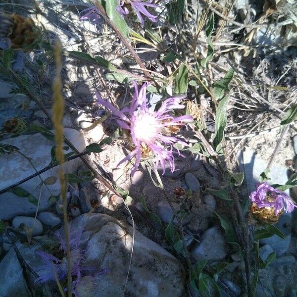 Centaurea pectinata Fleur