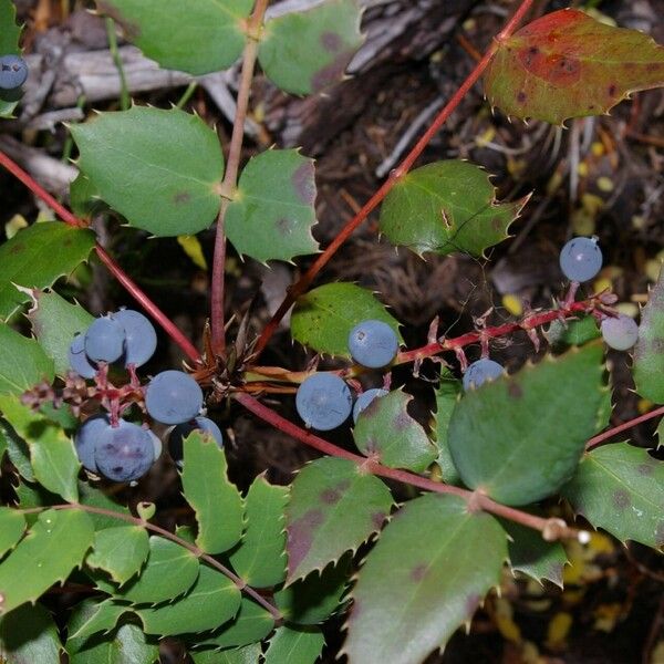 Berberis nervosa Leaf