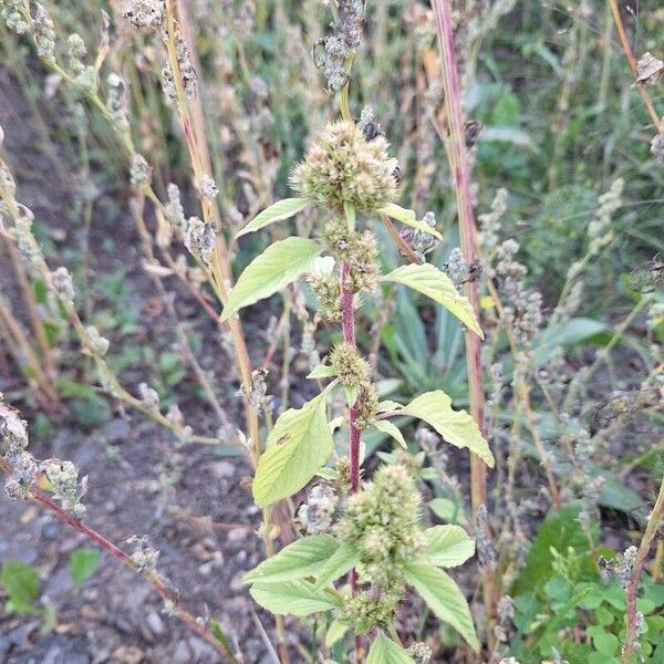 Amaranthus retroflexus Blodyn