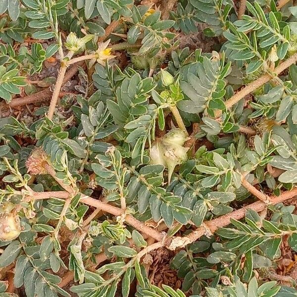 Tribulus terrestris Buveinė