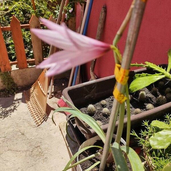 Zephyranthes robusta Λουλούδι