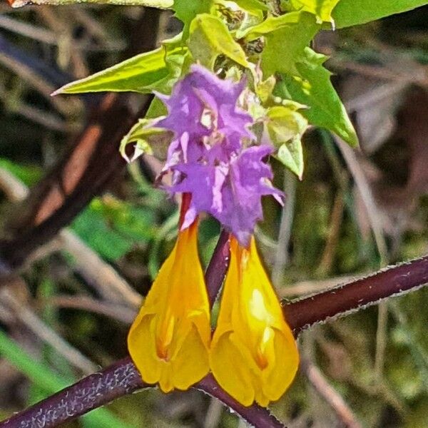 Melampyrum subalpinum Flor