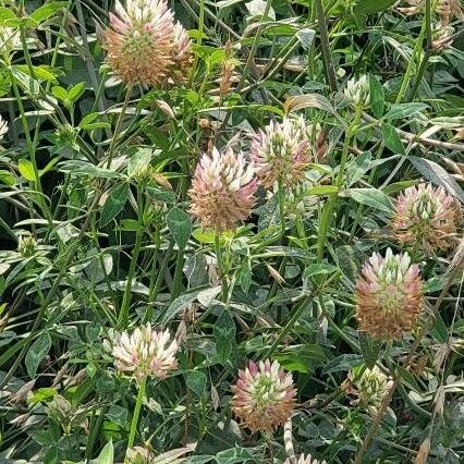 Trifolium vesiculosum Flower