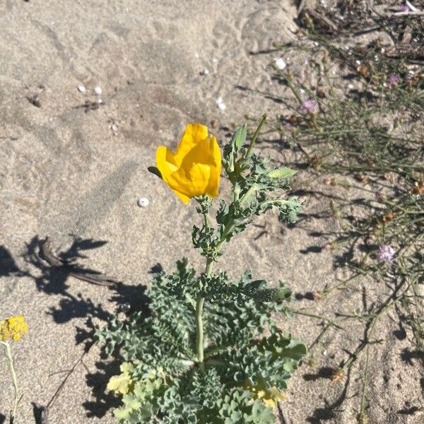 Glaucium flavum പുഷ്പം