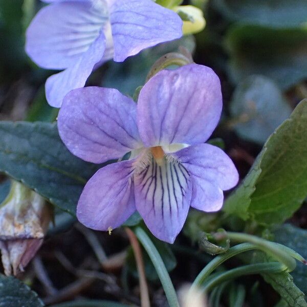 Viola canina Flor