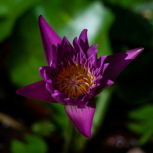 Nymphaea nouchali 花