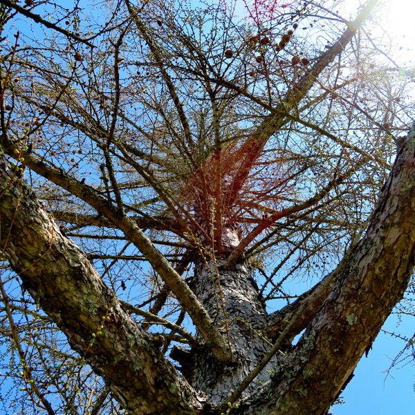 Larix decidua Habit