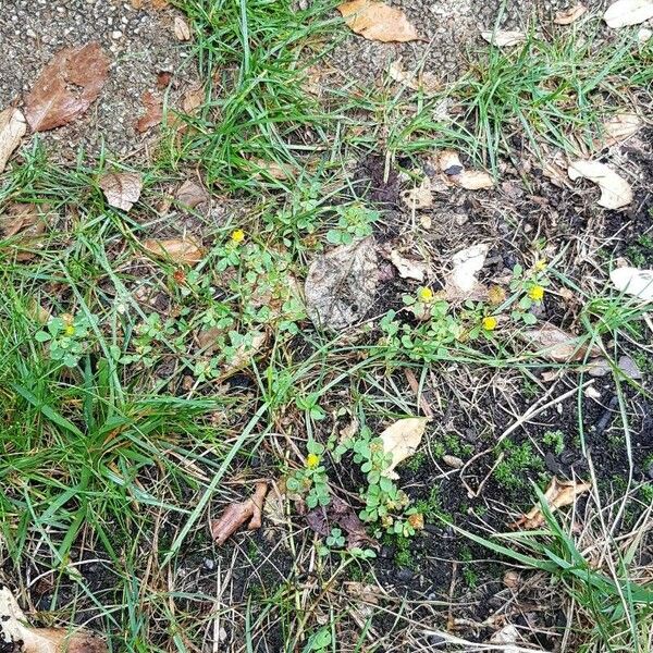 Trifolium campestre आदत