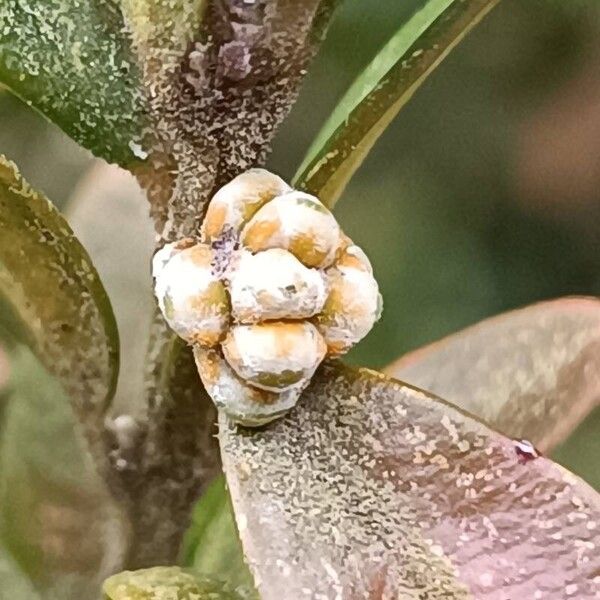 Buxus sempervirens Ffrwyth