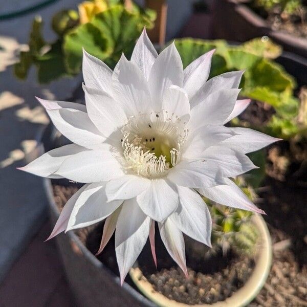 Echinopsis oxygona Flower