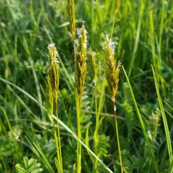 Anthoxanthum odoratum Hábitos