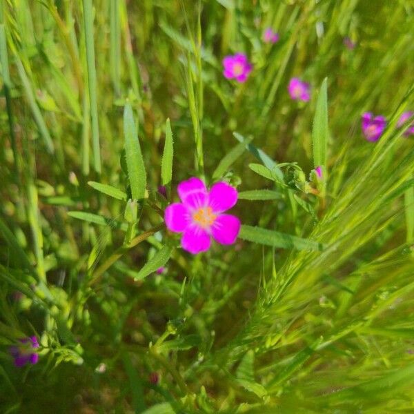 Calandrinia ciliata Lorea