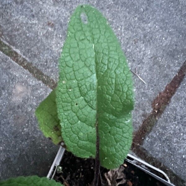 Verbascum nigrum Folio