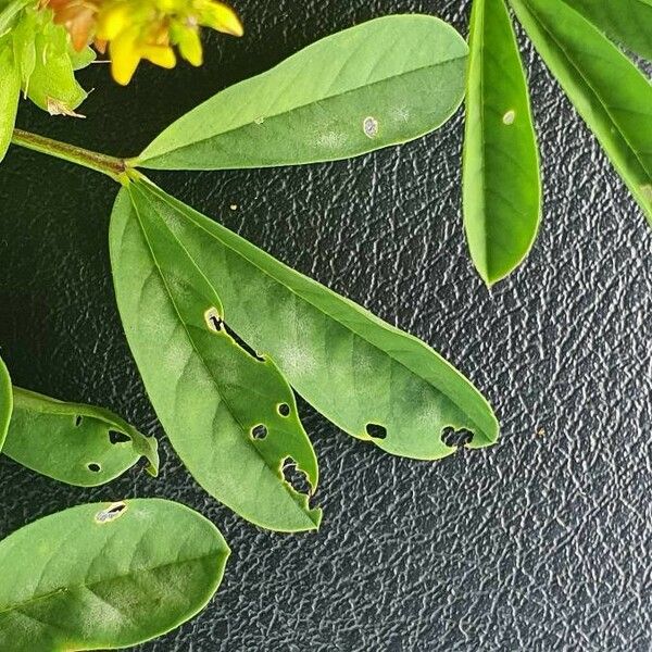 Crotalaria pycnostachya Blad