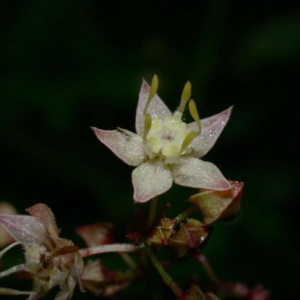 Ayenia aculeata Bloem