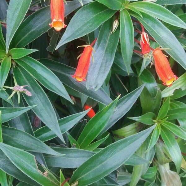 Seemannia sylvatica Flower