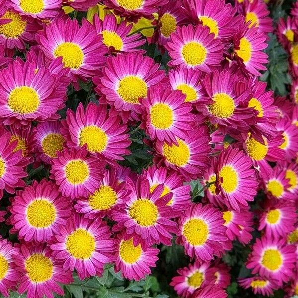 Chrysanthemum indicum Õis