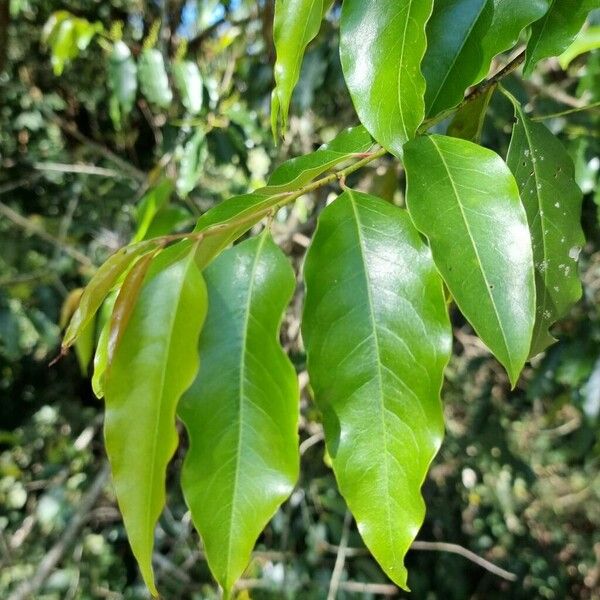 Cordia alliodora Leaf